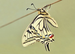 Motyl, Paź królowej