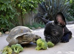 Żółw, Piesek, Brokuły, Buldog francuski
