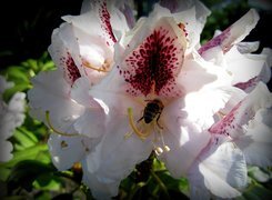Kwiat, Różanecznik, Pszczoła