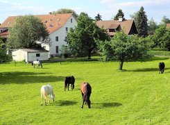 Konie, Łąka, Domy, Drzewa