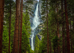Stany Zjednoczone, Kalifornia, Park Narodowy Yosemite, Wodospad Upper Yosemite Fall, Drzewa, Las, Stany Zjednoczone, Kalifornijski