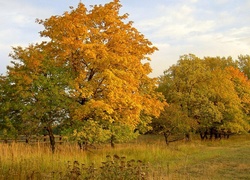 Pola, Łąka, Drzewa, Jesień