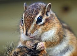 Chipmunk, Łapki, Trawa