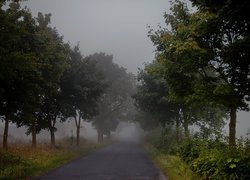 Droga, Mgła, Drzewa, Zarośla