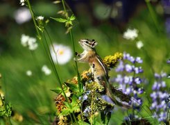 Chipmunk, Roślinka