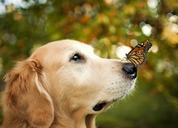 Golden retriever, Pies, Motyl