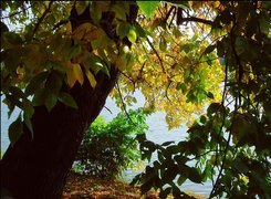 Jesień, Drzewa, Liście, Jezioro