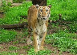 Tygrys, Bengalski, Trawa