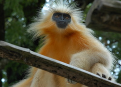 Małpa, Złoty Langur, Deska