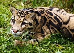 Ocelot, Trawa