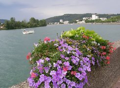 Rzeka, Vienne, Kwiaty, Panorama, Francja