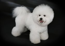 Piesek, Bichon frise