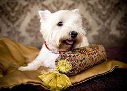 West Highland White Terrier, Poduszka