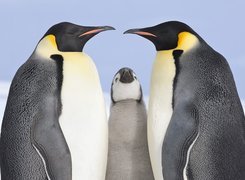 Trzy, Pingwiny
