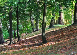 Park, Jesień, Drzewa