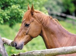 Konik, Płotek