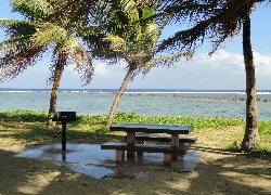 Morze, Park, Palmy