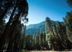 Stany Zjednoczone, Stan Kalifornia, Park Narodowy Yosemite, Góry, Las