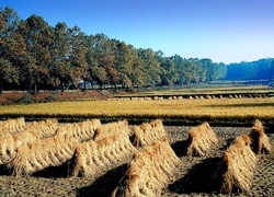 Uprawa, Zboża, Drzewa, Korea