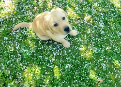 Szczeniak, Labrador, Retriever