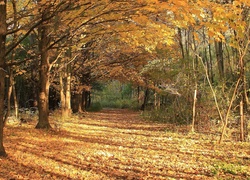 Las, Drzewa, Liście, Jesień