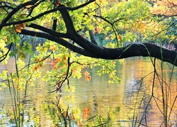 Dąb, Jezioro, Kolorowe, Liście, Odbicie, Woda