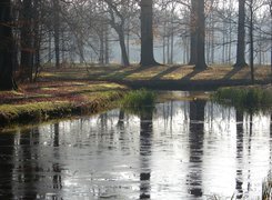 Jezioro, Las, Poranek