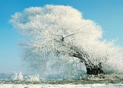 Drzewo, Pokryte, Szronem, Zima