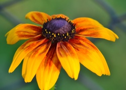 Rudbekia, Pomarańczowa