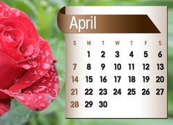 Kalendarz, Róża, Kwiecień, 2013r