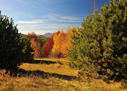 Las, Drzewa, Gama, Kolorów, Jesień