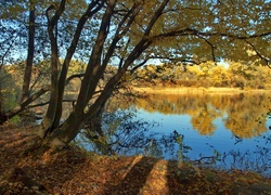 Jezioro, Drzewa, Jesień