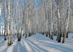 Brzozowy, Las, Śnieg