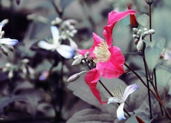 Liliowy, Kwiat