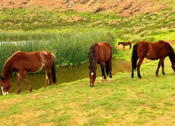 Konie, Jezioro, Trawa