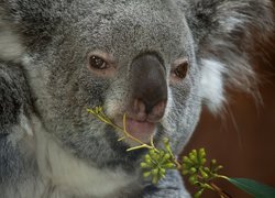 Koala, Głowa, Gałązka