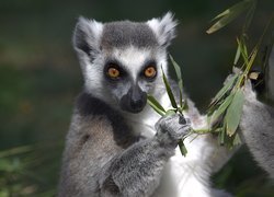 Lemur, Liśtki
