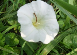 Biały, Kwiat, Liście, Wilec