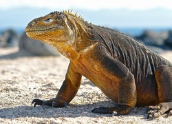 Waran, Komodo