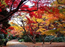 Jesień, Kolorowe, Drzewa, Park