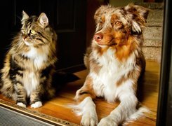 Kot, Pies,  Owczarek australijski, Australian shepherd