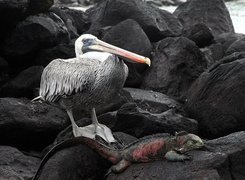 Galapagos, Pelikan