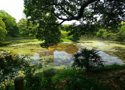 Park, Drzewa, Staw