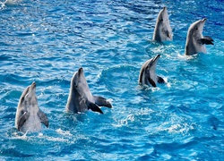 Delfiny, Woda, Taniec
