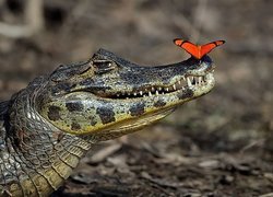 Krokodyl, Motyl
