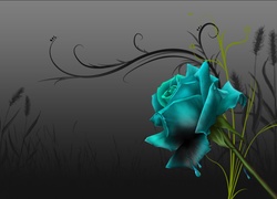 Turkusowy, Kwiat, Róża, Grafika