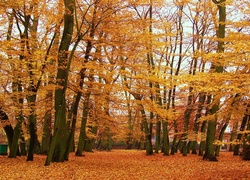 Jesień, Drzewa, Park