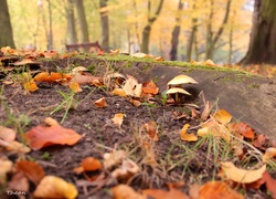 Suche, Liście, Grzybki, Korzeń, Park