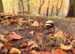 Suche, Liście, Grzybki, Korzeń, Park