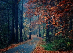 Park, Drzewa, Liście, Ławki, Jesień